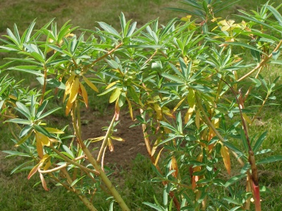 Euphorbia 'Sharmanii'